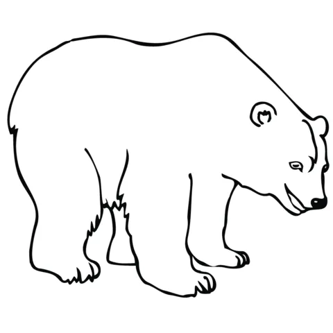 Dibujo de Oso Polar para colorear | Dibujos para colorear imprimir ...