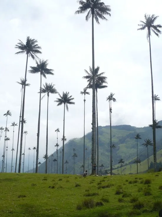 Dibujo de la palma de cera del quindio - Imagui