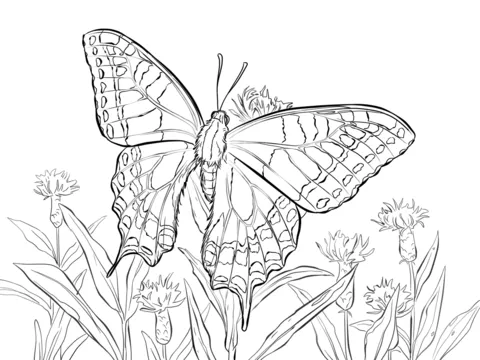 Dibujo de Papilio Machaon para colorear | Dibujos para colorear ...