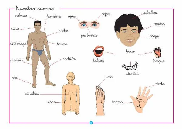 Dibujo del cuerpo humano y sus partes en ingles para niños - Imagui