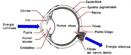 Partes del ojo en dibujo - Imagui