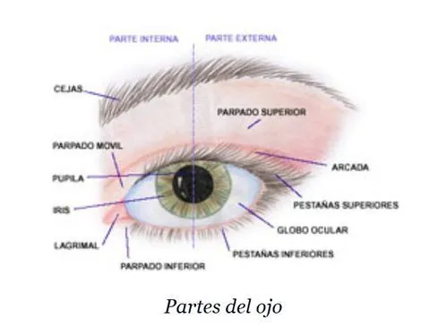 Partes-del-ojo-copia-1.jpg