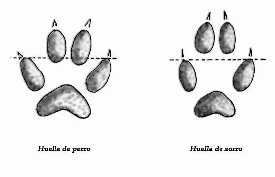 Dibujo pata de perro - Imagui