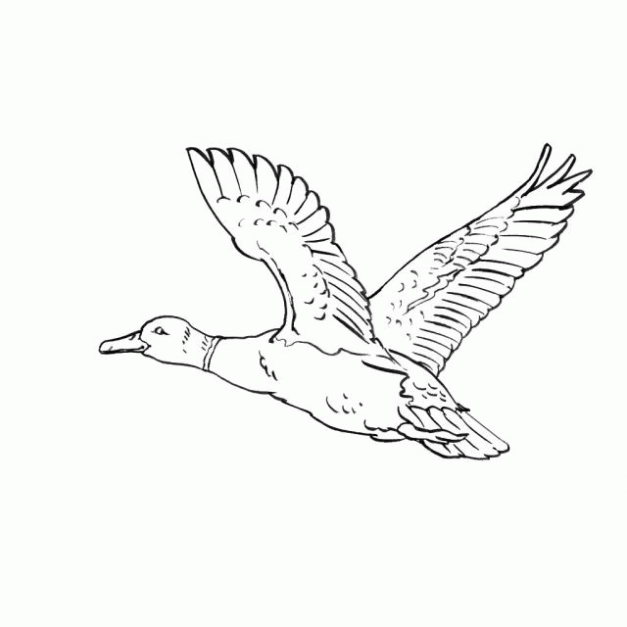Dibujo de Pato volando para colorear. Dibujos infantiles de Pato ...