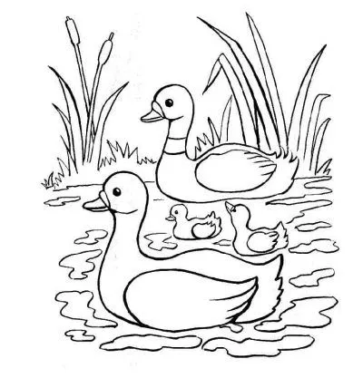 Dibujo de patos - Imagui