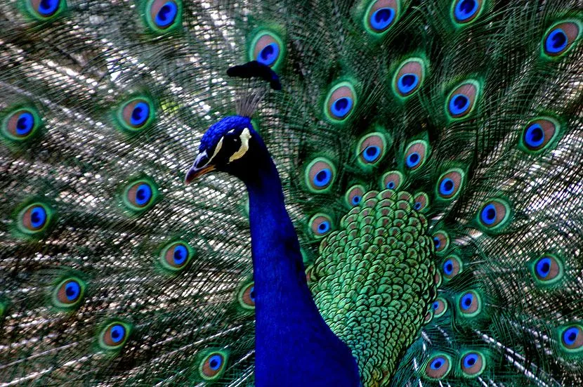 Imágenes del mundo animal: Pavo Real