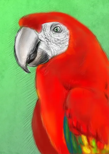 Imágenes de guacamaya para dibujar - Imagui