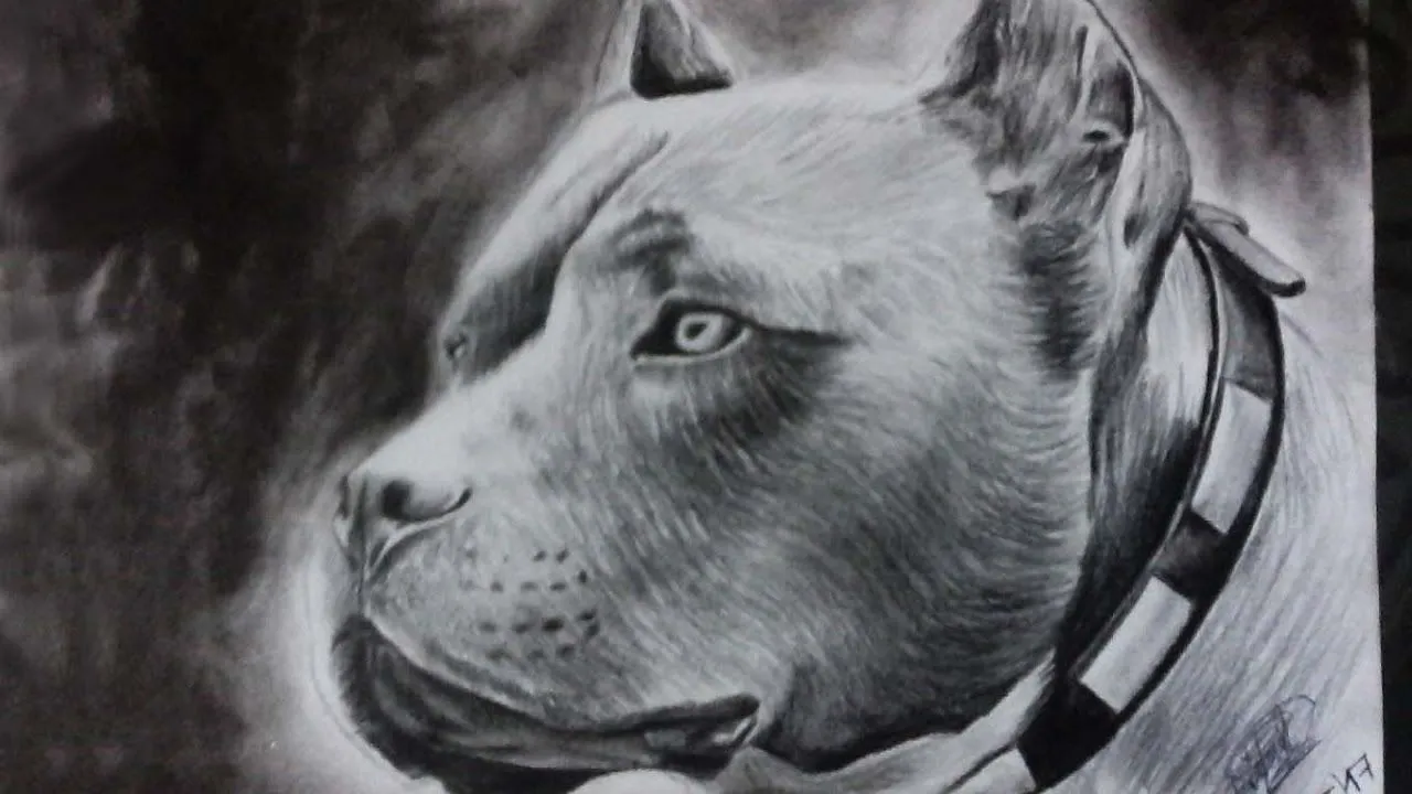 Dibujo de un pitbull a lapiz y lapicero 