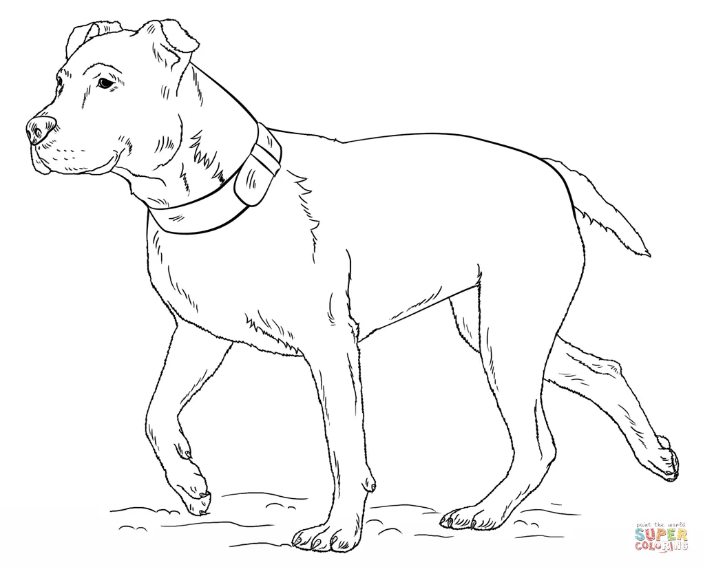 Dibujo de Pitbull Terrier Americano para colorear | Dibujos ...