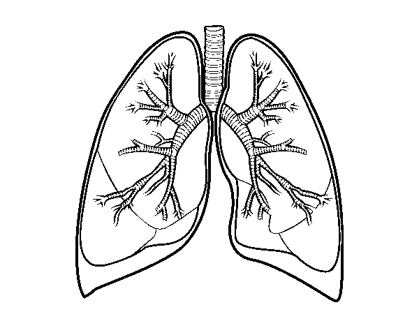 Dibujo de Pulmones y bronquios para Colorear - Dibujos.net