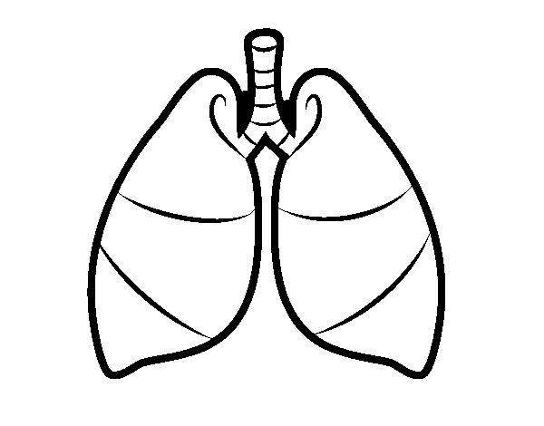 Dibujo de Pulmones para Colorear - Dibujos.net