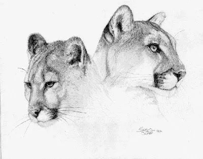 Dibujo puma - Imagui