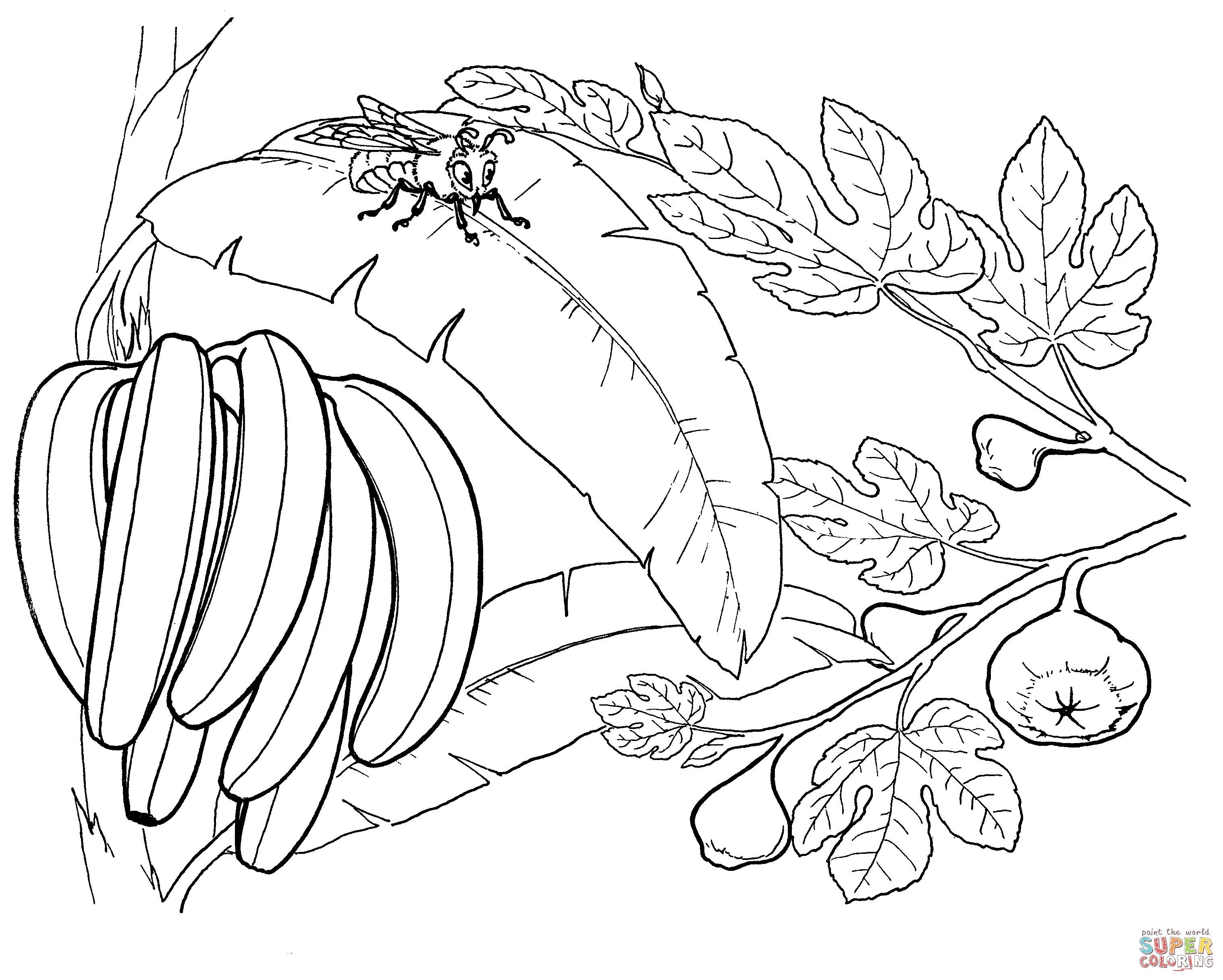 Dibujo de Racimo de Bananas en un Banano para colorear | Dibujos para  colorear imprimir gratis