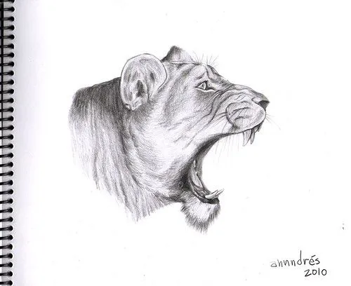 Dibujo realista de leona - Lioness realistic drawing - a photo on ...