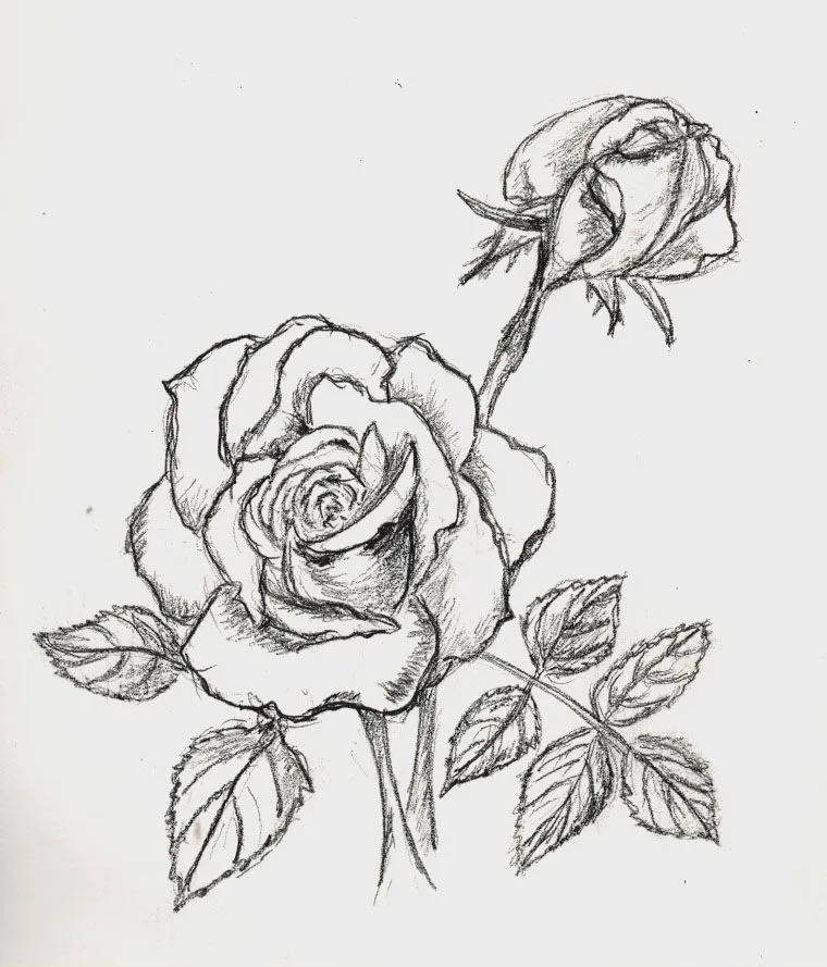  ... para ser la primera vez que dibujo una rosa puede decirse que se