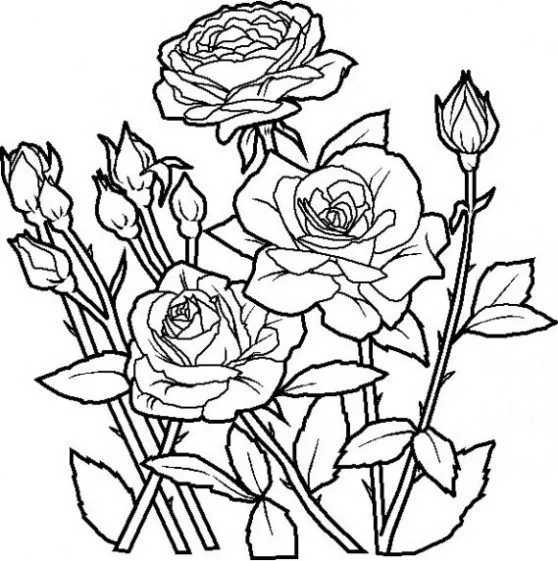 Dibujo de Rosas para colorear. Dibujos infantiles de Rosas ...