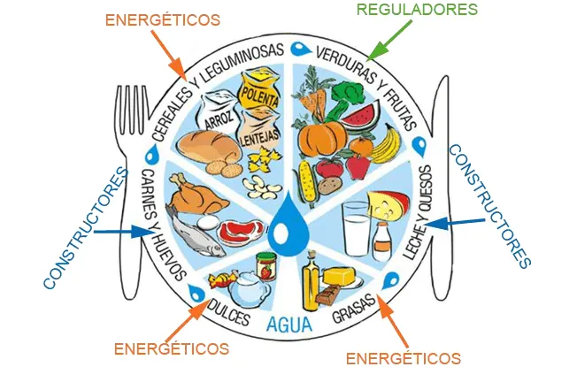 Rueda alimenticia - Imagui