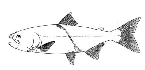 Dibujo de Un Salmón Blanco para colorear | Dibujos para colorear ...