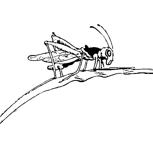 Dibujo de Saltamontes en una rama para Colorear - Dibujos.net