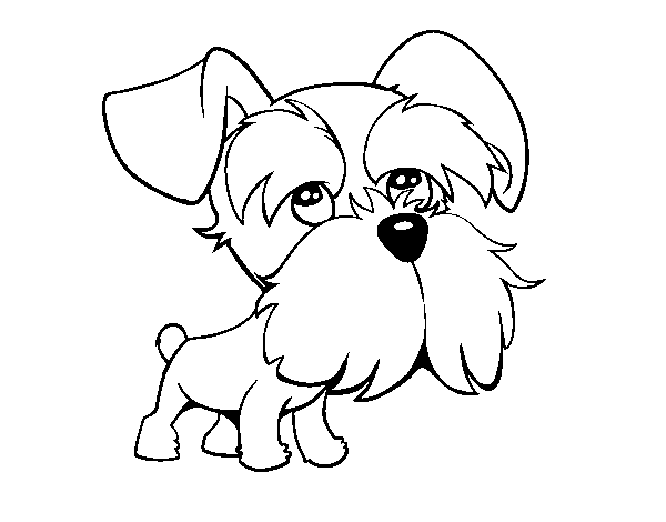 Dibujo de Schnauzer para Colorear