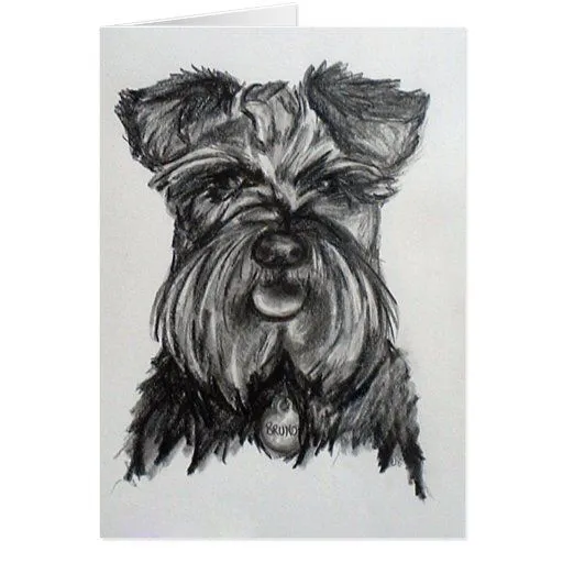 Dibujo del Schnauzer miniatura Tarjetas | Zazzle