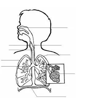 Dibujo sistema respiratorio - Dibujos para colorear - aColorear