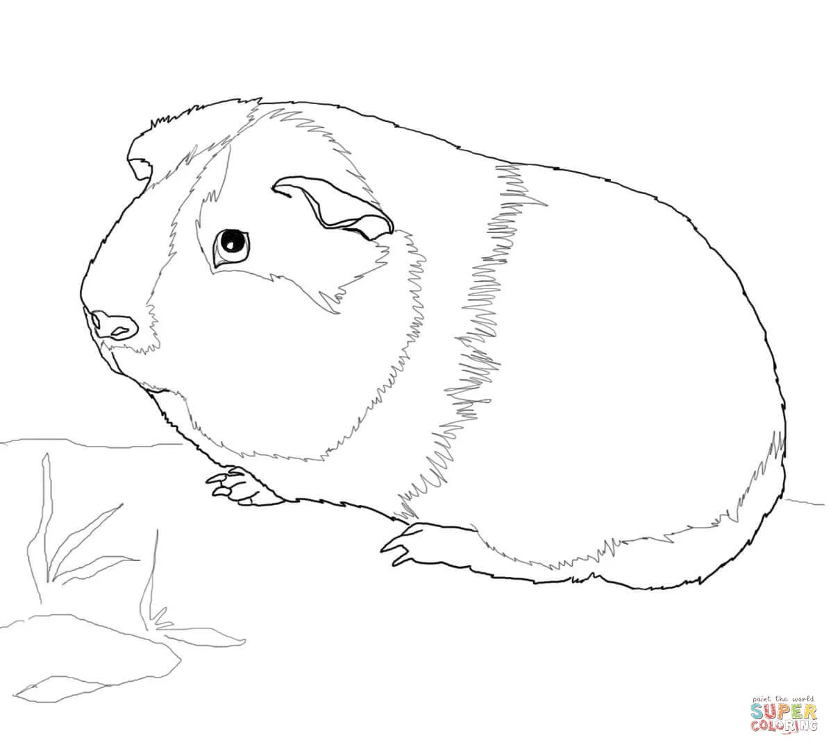 Dibujo de Tierna Cobaya para colorear | Dibujos para colorear ...