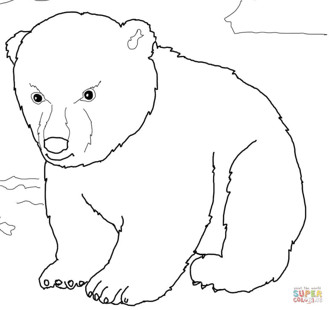 Dibujo de Tierno Oso Polar Bebé para colorear | Dibujos para ...