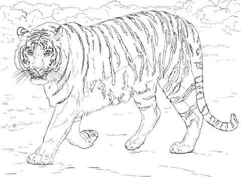 Dibujo de Tigre de Bengala para colorear | Dibujos para colorear ...