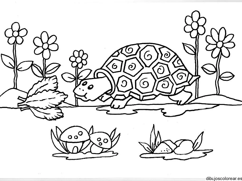 Dibujo de una tortuga en el lago | Dibujos para Colorear