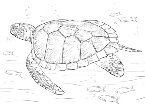 Dibujo de Tortuga Verde para colorear | Dibujos para colorear ...