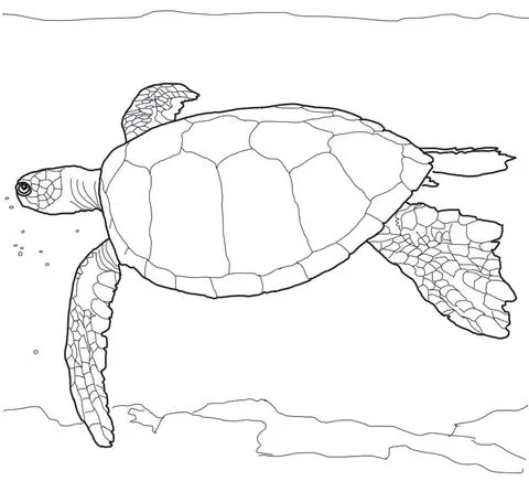 Dibujo de Tortuga Verde Marina para colorear | Dibujos para ...