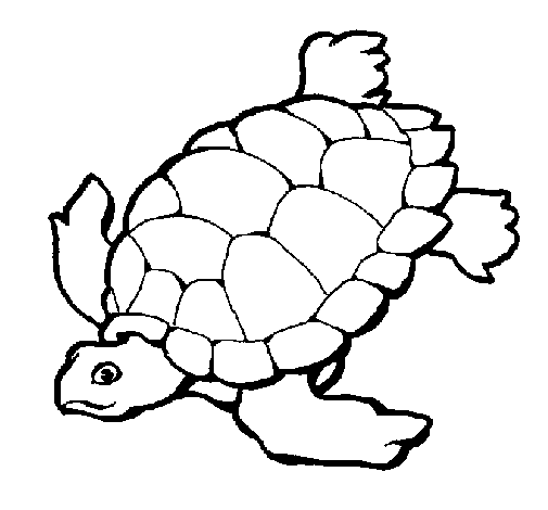 dibujo-tortuga1.png