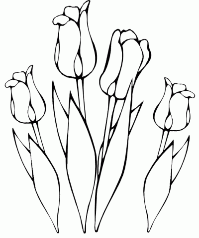 Dibujo de Tulipanes. Dibujo para colorear de Tulipanes. Dibujos ...