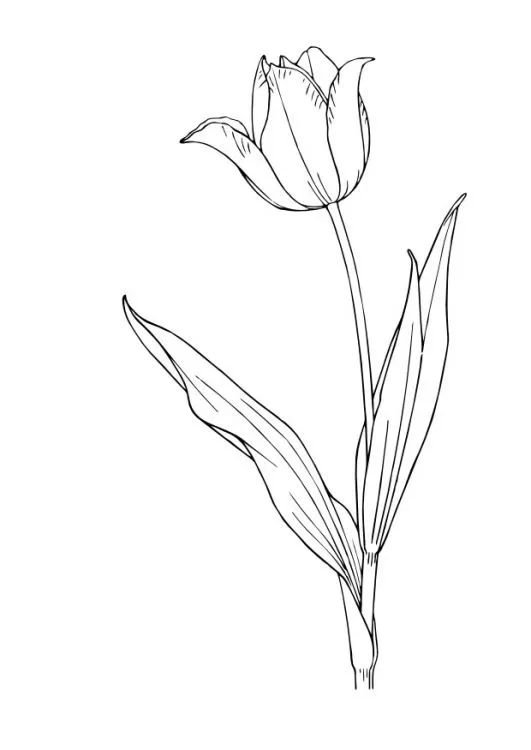 Dibujo de tulipan - Imagui