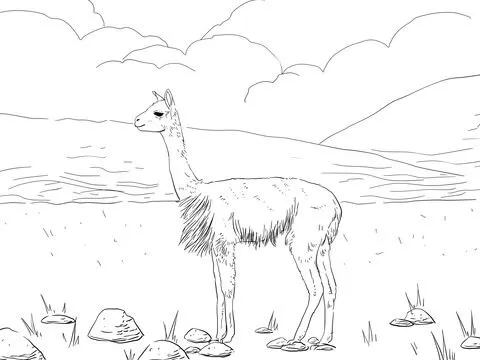 Dibujo de Vicuñas para colorear | Dibujos para colorear imprimir ...