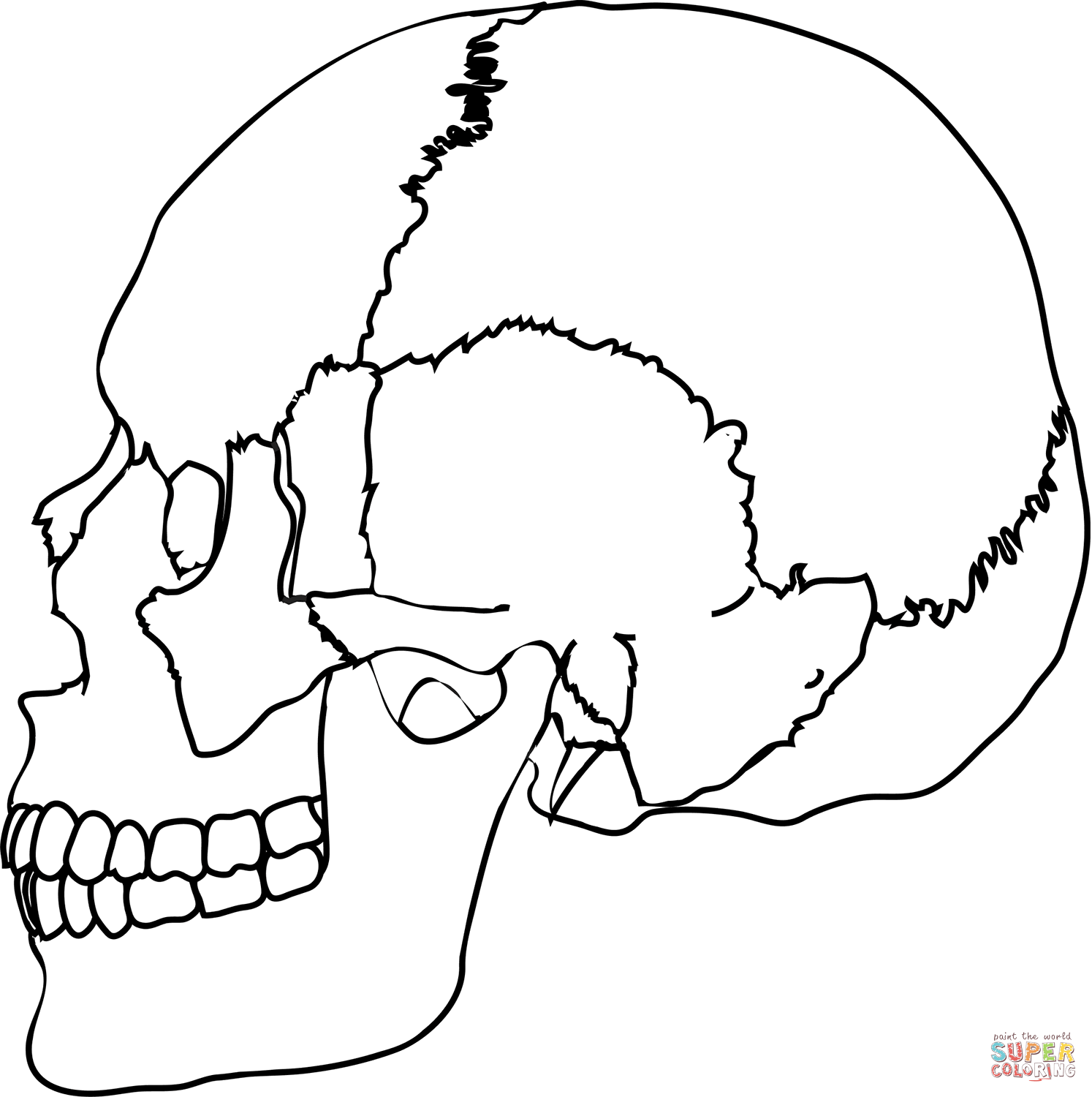 Dibujo de Vista lateral del cráneo humano para colorear | Dibujos para  colorear imprimir gratis