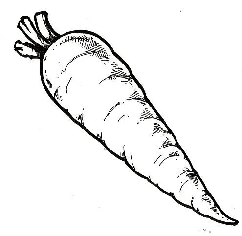 Dibujo de zanahoria para colorear - Imagui