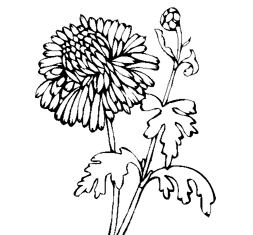Dibujo de Zinnia para Colorear - Dibujos.net