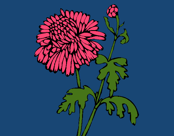 Dibujo de Zinnia pintado por en Dibujos.net el día 01-08-15 a las ...