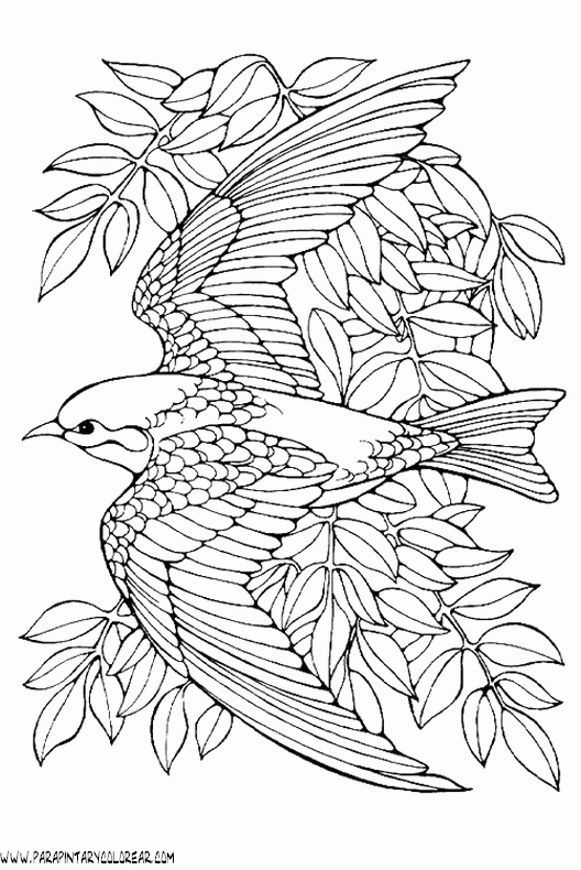 dibujos-de-pajaros-22