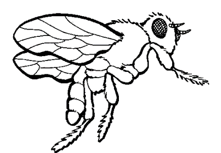 Dibujos de abejas » ABEJAPEDIA