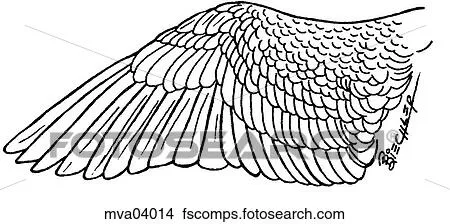 Dibujos - ala, plumas mva04014 - Buscar Clip Art, Ilustraciones de ...