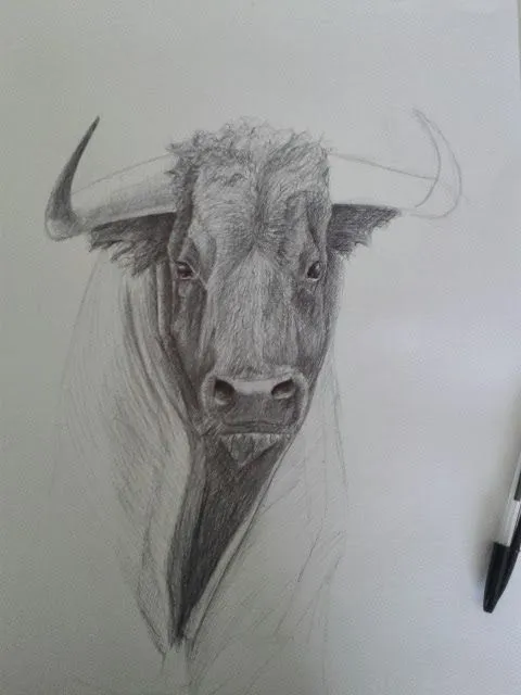 Dibujos Alfonso Gómez: Cabeza de Toro. Proceso. Boli Bic