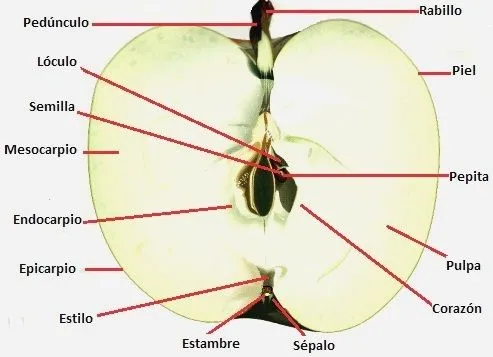 DIBUJOS ALIMENTOS FOTOS IMAGENES : PARTES DEL FRUTO (MANZANA ...