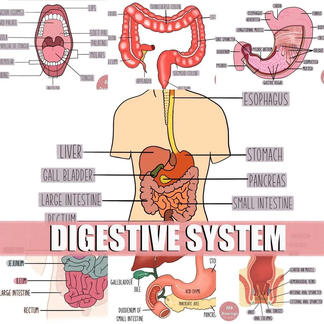 Dibujos de anatomía del sistema digestivo - Etsy México