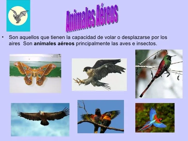 Imagenes de animales aereos - Imagui