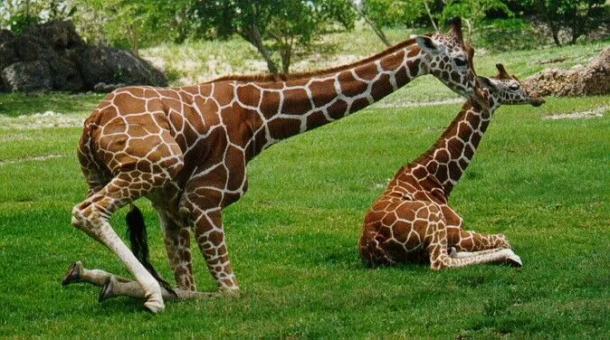 Dibujos De Animales Carnivoros Herbivoros Y Omnivoros