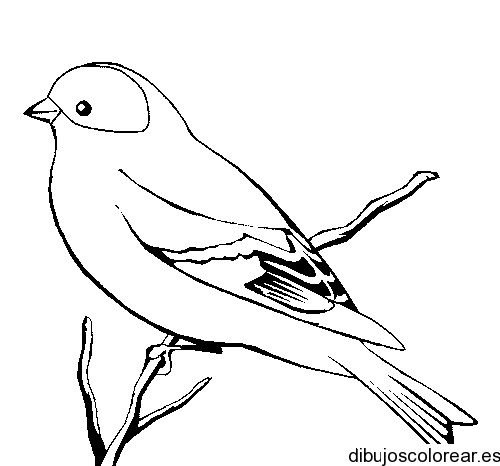 Dibujo de un jilguero | Dibujos para Colorear