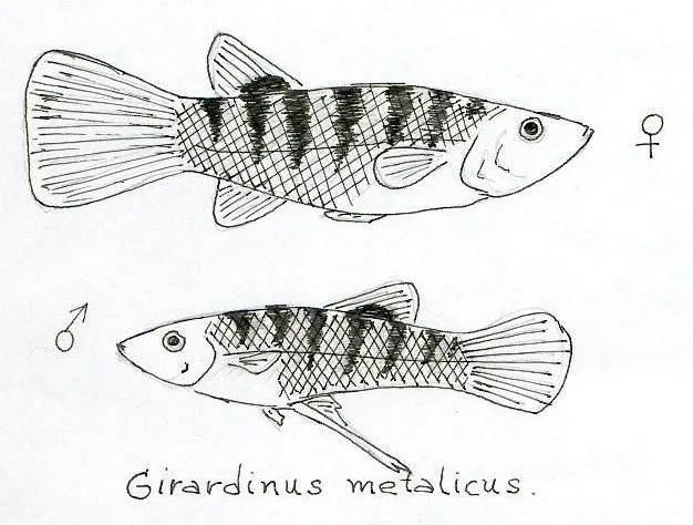 Ovovivíparos de Cuba “Los Poecílidos” | EnciclopediA Animal